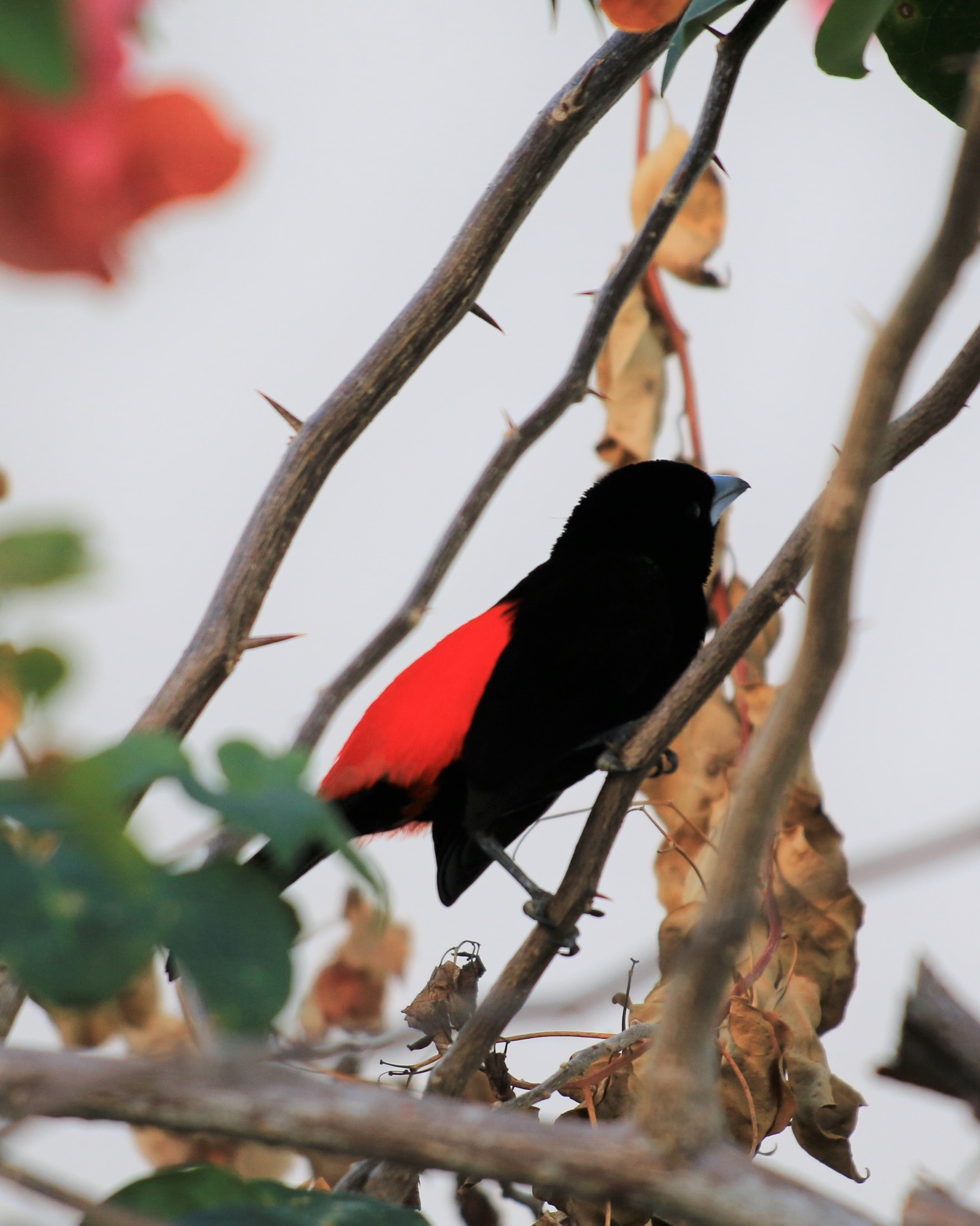 Costa Rica